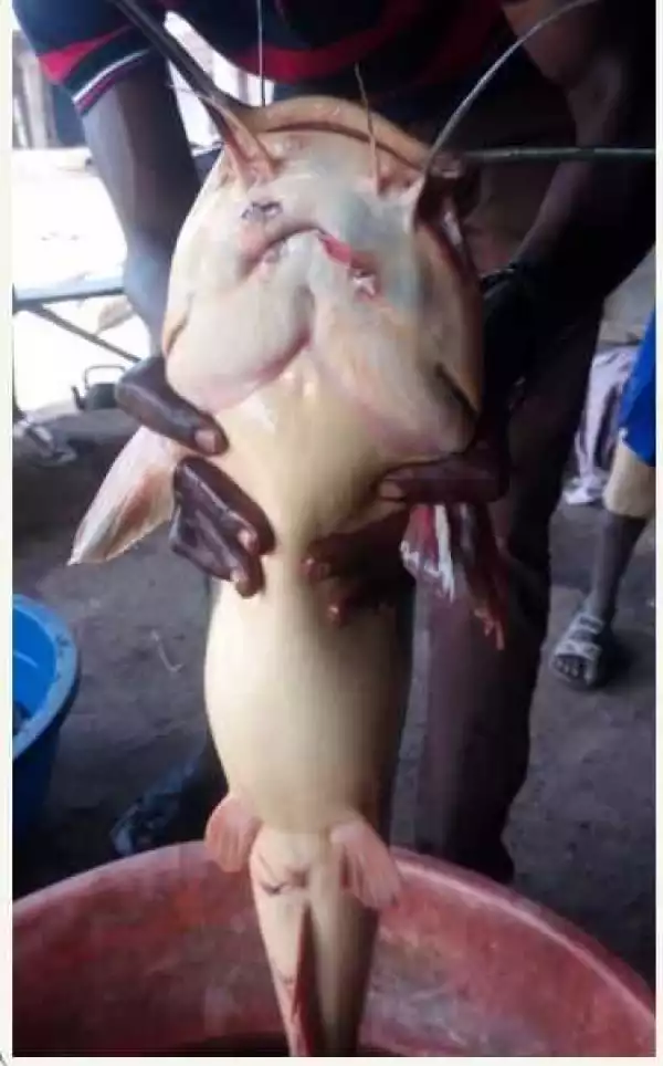 Damn It: See the Big Fish Caught in Ajase Ipo, Kwara State (Photos)